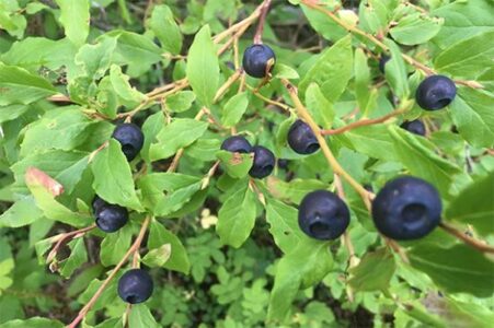 How to Forage in the Woods for Wild Edible Plants (with Video) Image